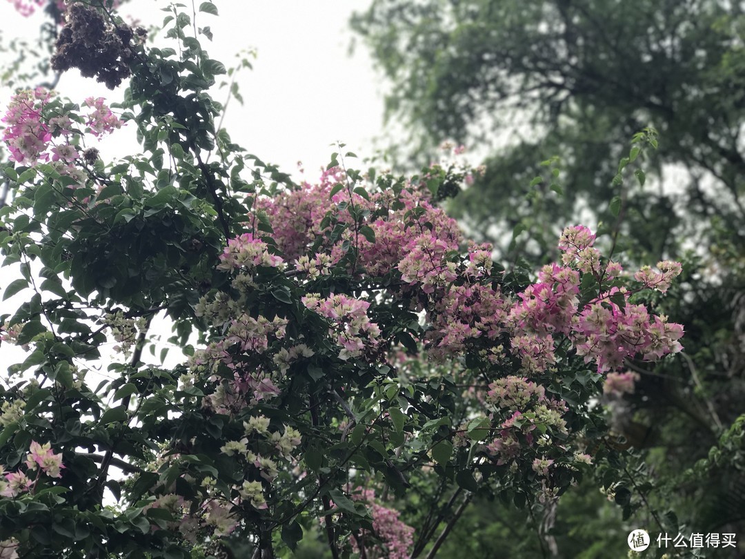 想去厦门一个周末就够了！三天两夜厦门旅游攻略