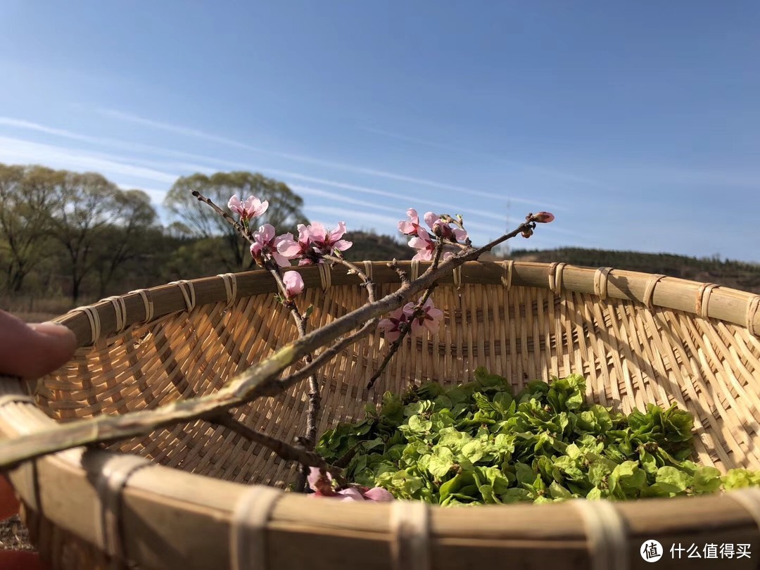 榆钱儿这么好吃的草，当然要变着花样天天吃呐！今天你吃榆钱儿了么？