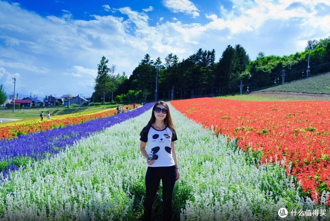 粉红花海，白色风车，全球最美的夏天可能只在北海道