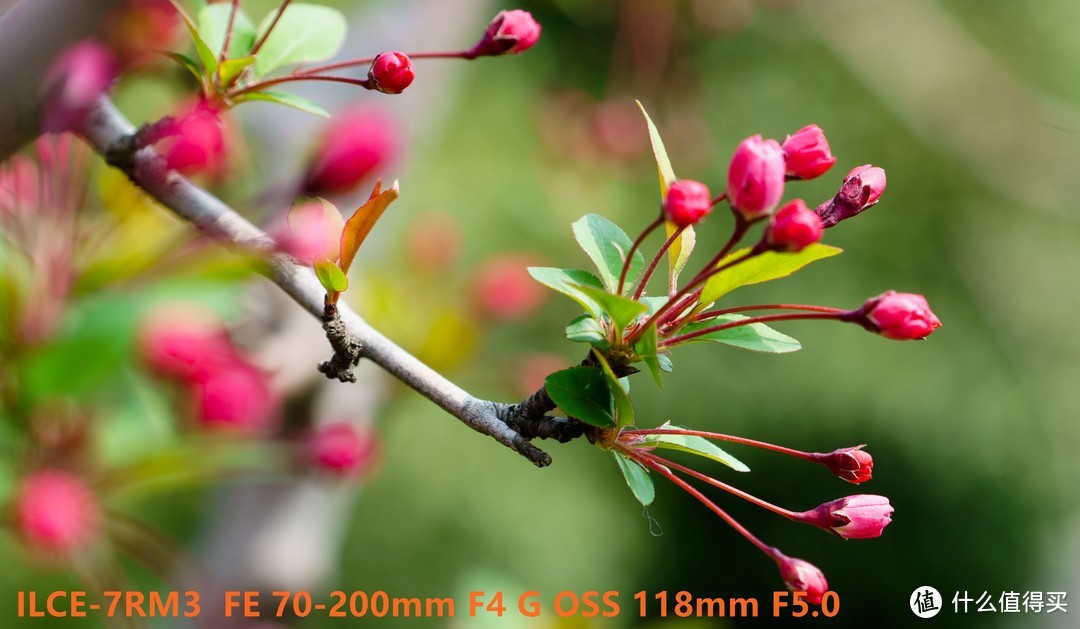 买镜头之前何不试试镜头租赁？附SONY 索尼 FE70-200F4 镜头试用感受