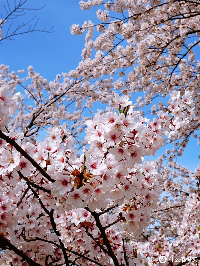 今年花开正春天：日本东北赏樱美食之旅