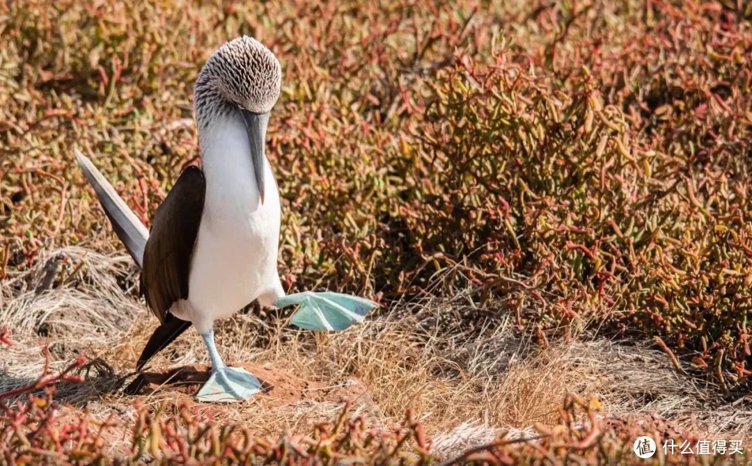 种草 | 这就是我心心念的加拉帕戈斯Galápagos