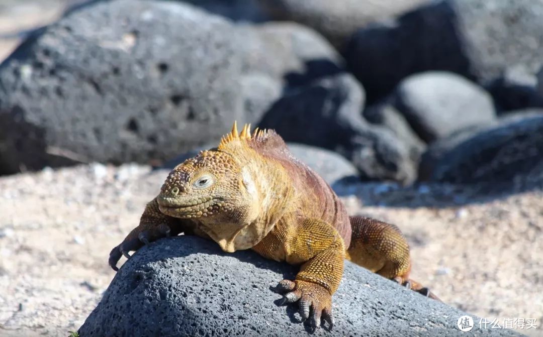 种草 | 这就是我心心念的加拉帕戈斯Galápagos