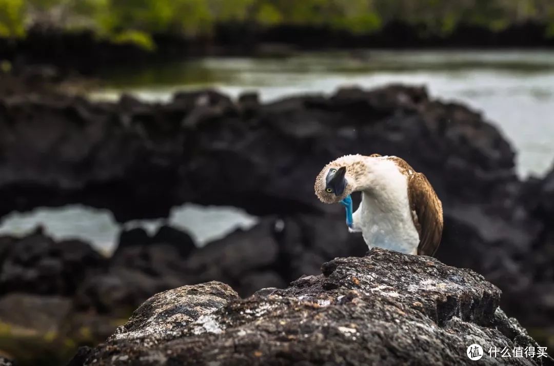 种草 | 这就是我心心念的加拉帕戈斯Galápagos