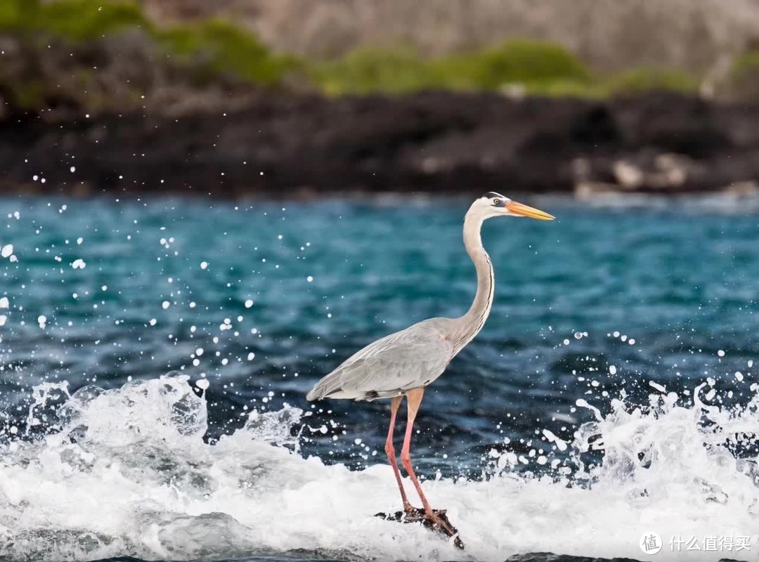 种草 | 这就是我心心念的加拉帕戈斯Galápagos