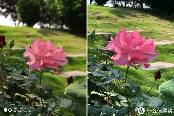 相比iphone,大光圈拍花出现翻车的几率会更大一些