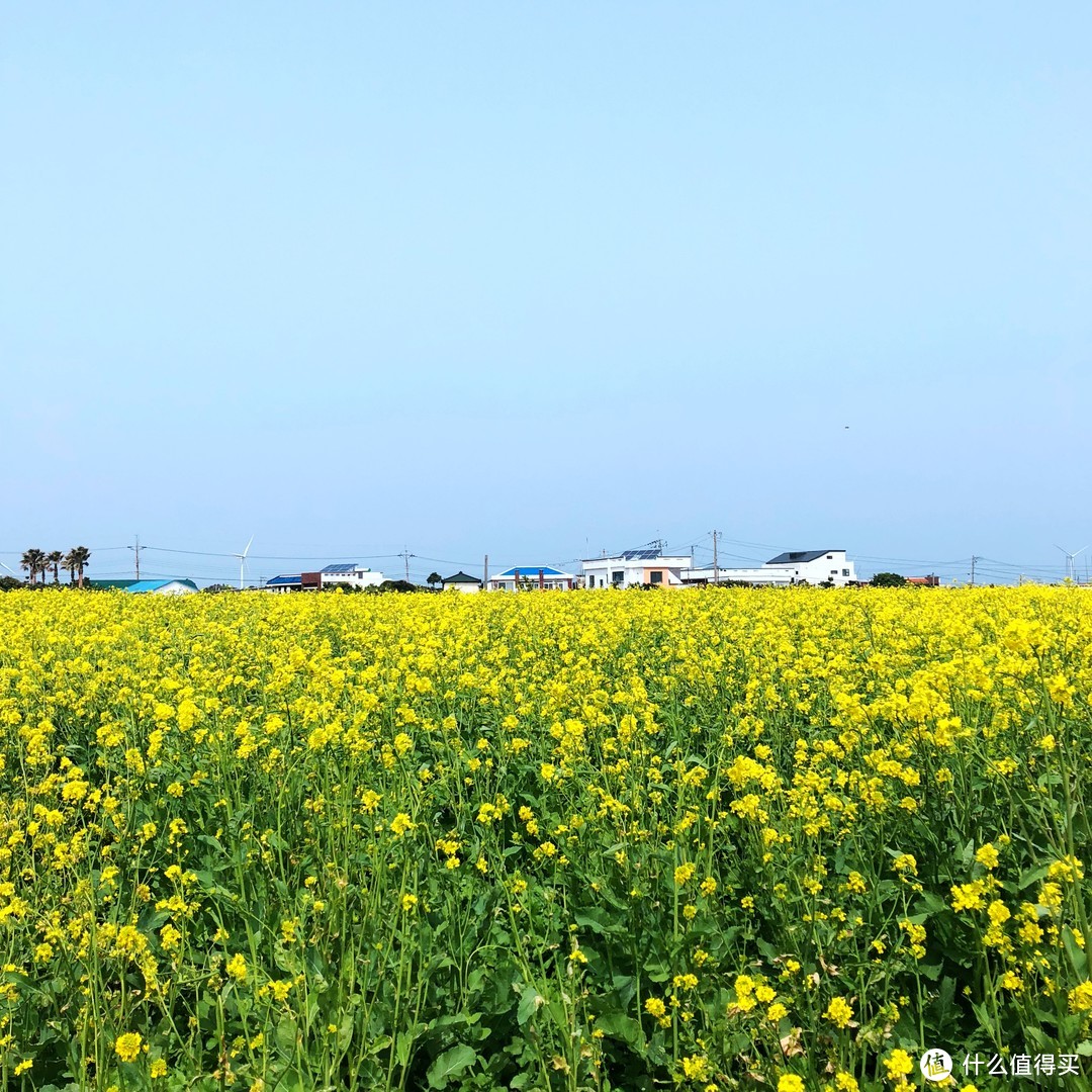 赏樱？不只有日本才可以—济州岛纯玩赏樱7日自由行