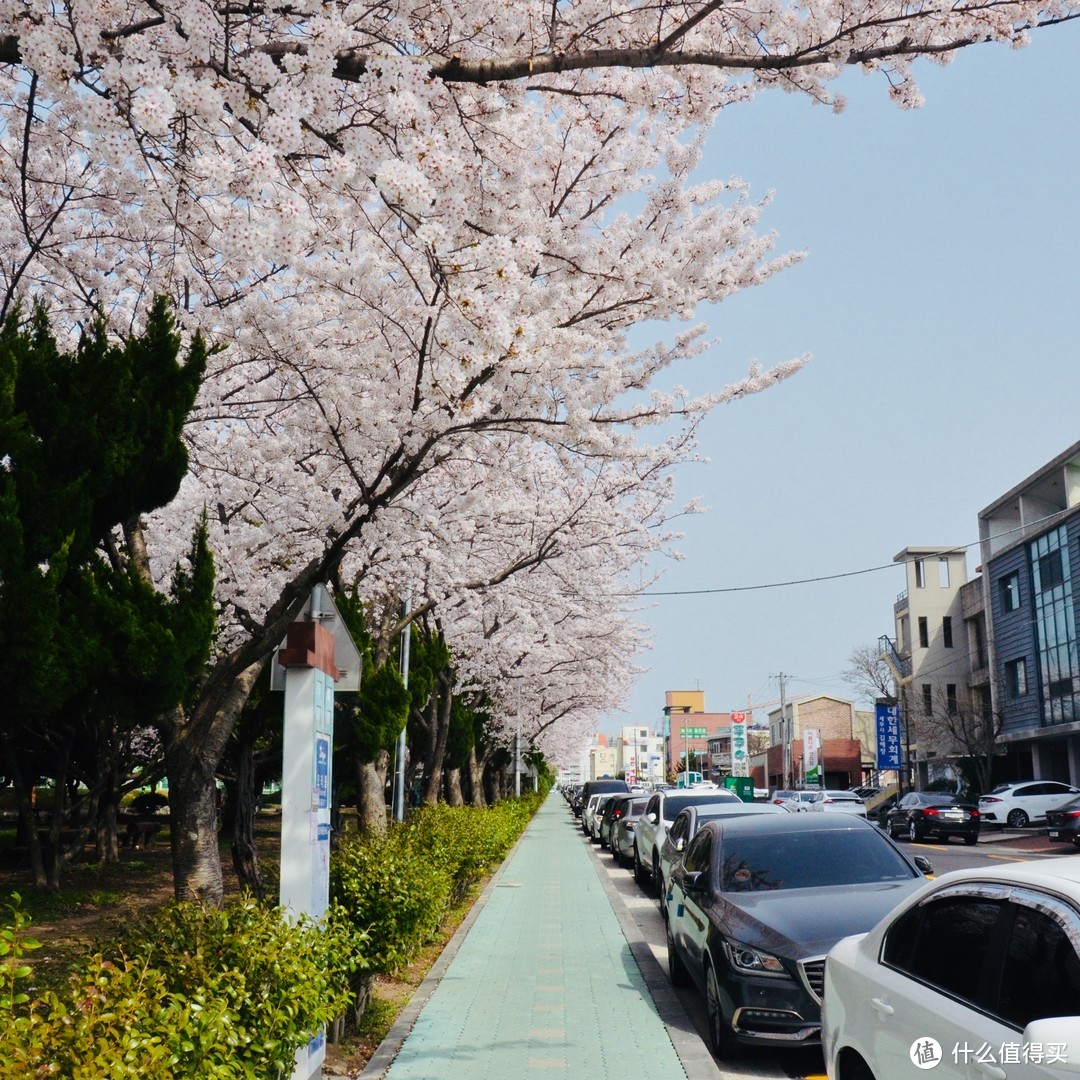 赏樱？不只有日本才可以—济州岛纯玩赏樱7日自由行