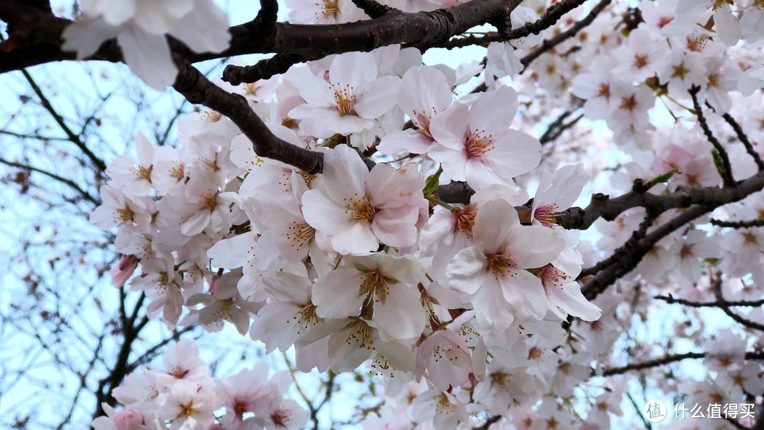 赏樱？不只有日本才可以—济州岛纯玩赏樱7日自由行