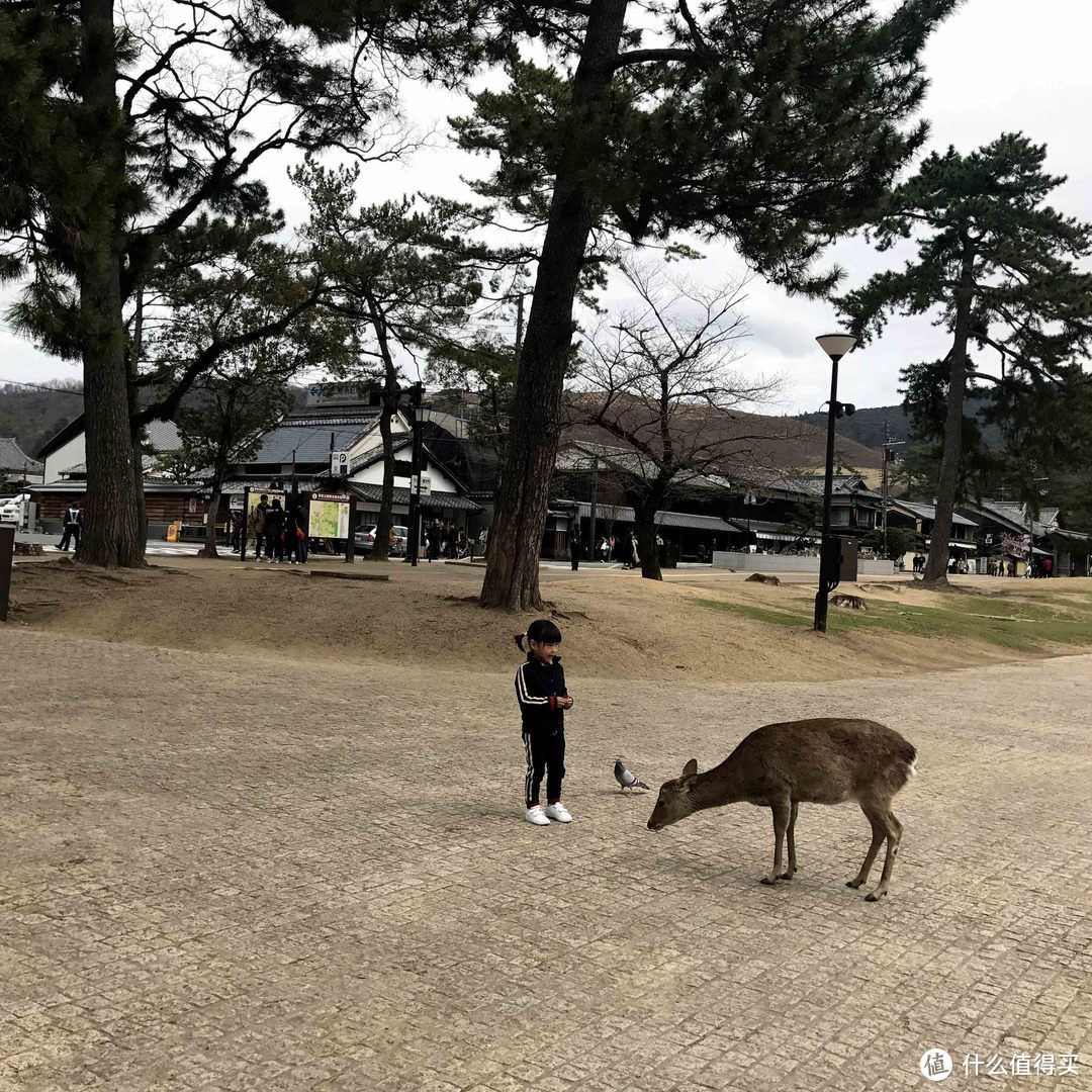 玩在樱花盛开前—3月东京关西8天游及可能有用的攻略