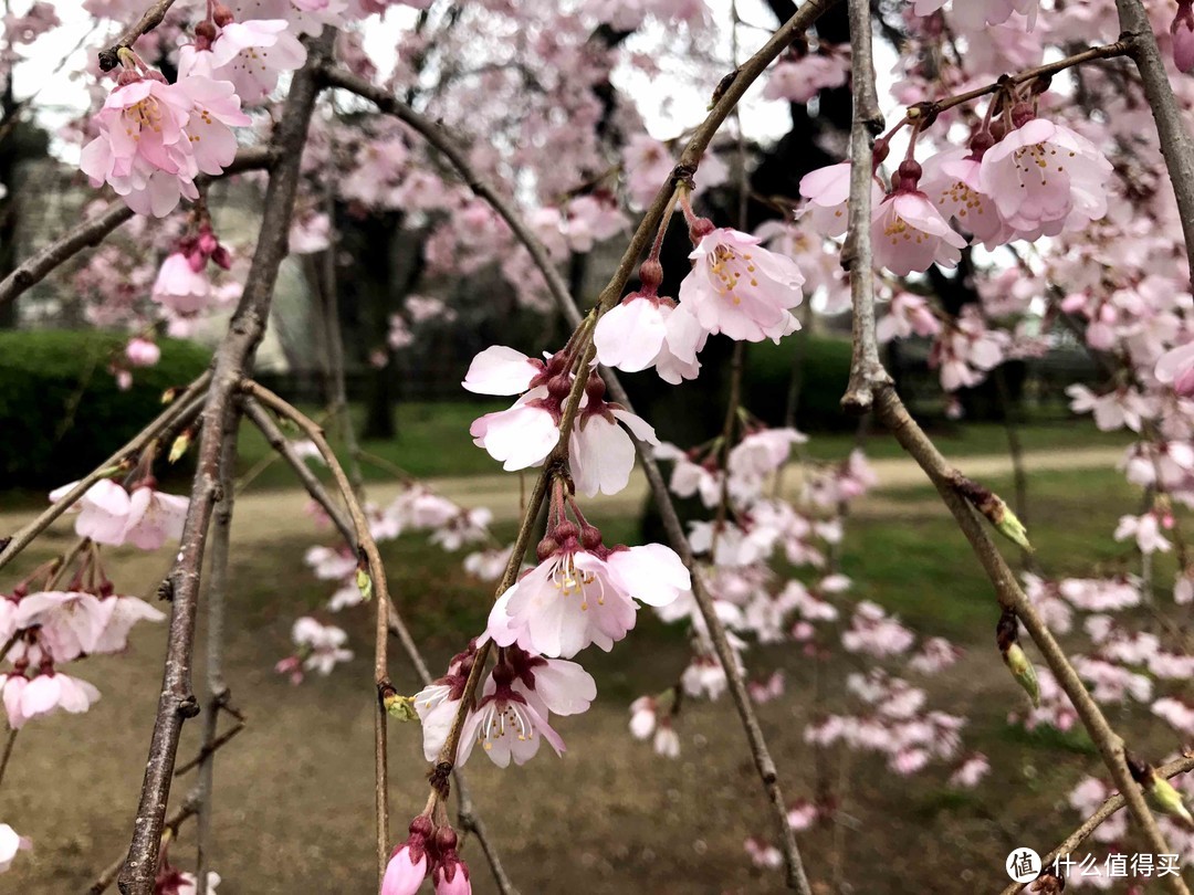 玩在樱花盛开前—3月东京关西8天游及可能有用的攻略