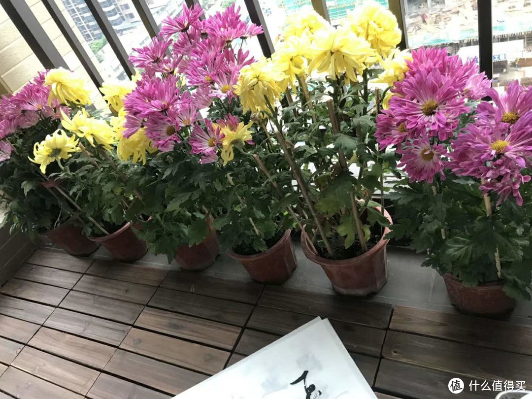 如何用一千块搞定阳台的花草