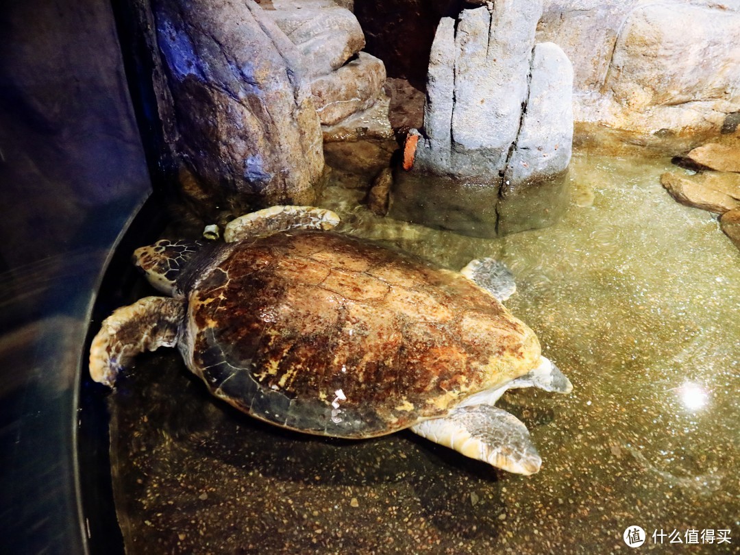 美的如梦如幻的青岛海底世界和青岛著名西餐厅的晚餐