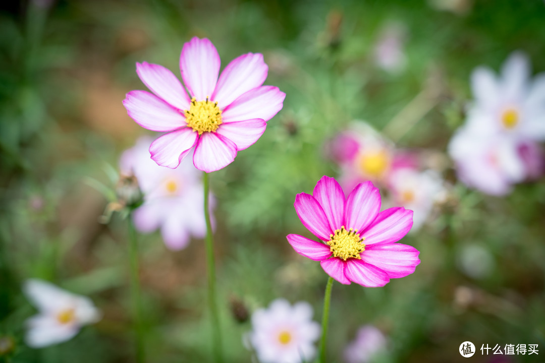 客串微距的旅游头：SONY 索尼 FE 24-105mm F4 G OSS 镜头开箱