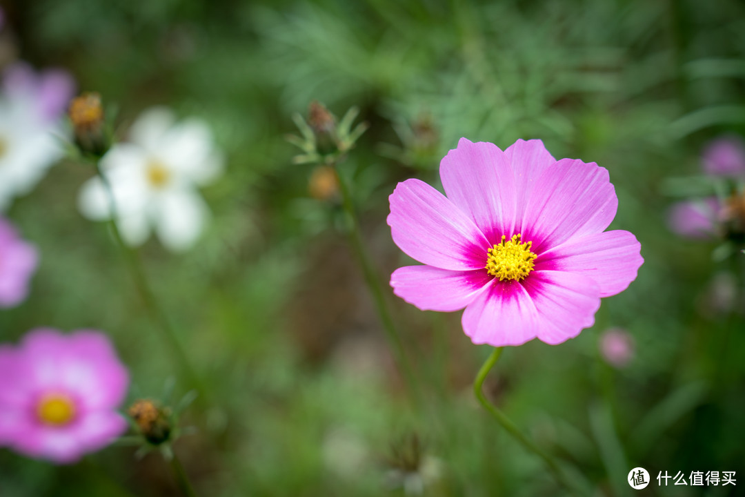 客串微距的旅游头：SONY 索尼 FE 24-105mm F4 G OSS 镜头开箱