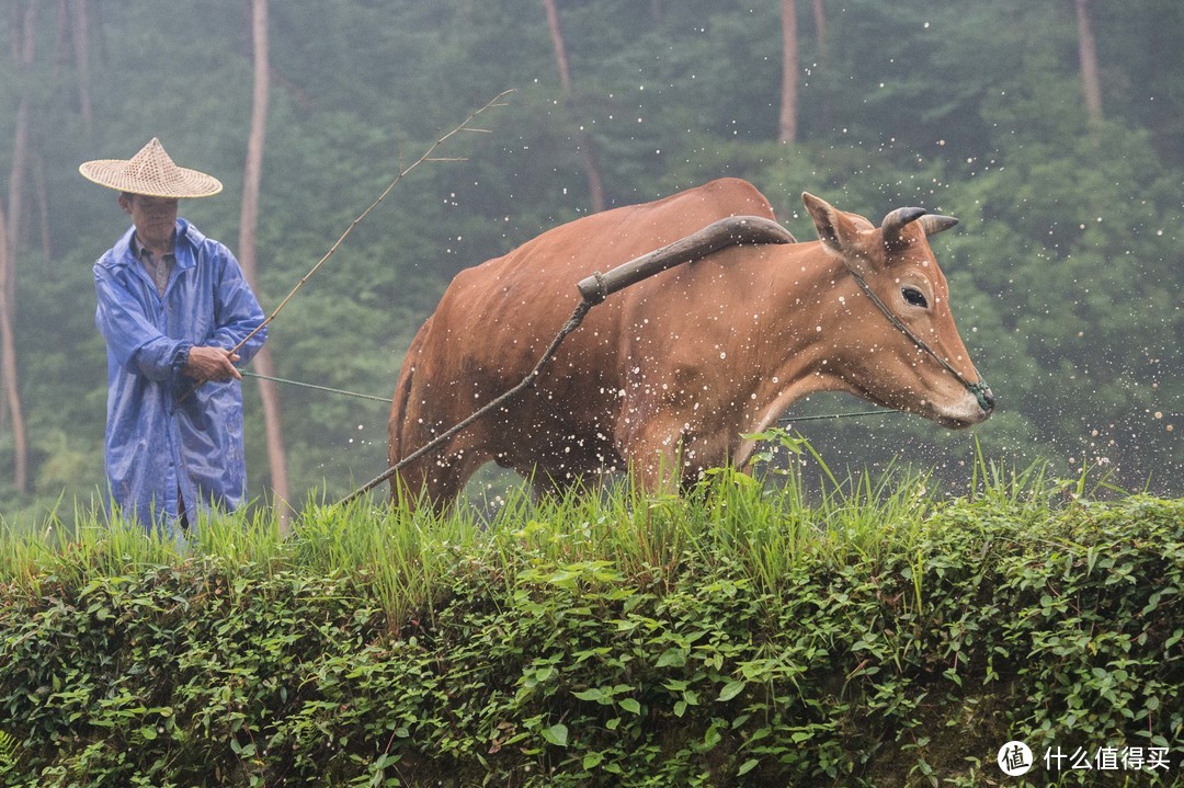 青山个个伸头看  看我庵中吃苦茶