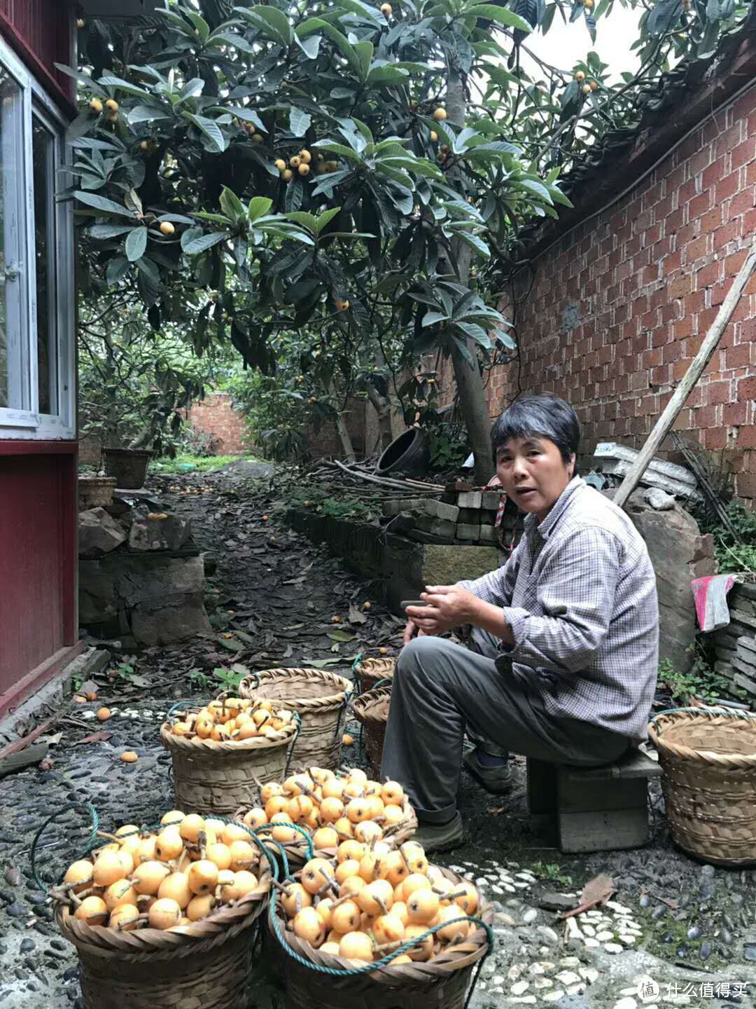 陆巷古村枇杷采摘体验篇