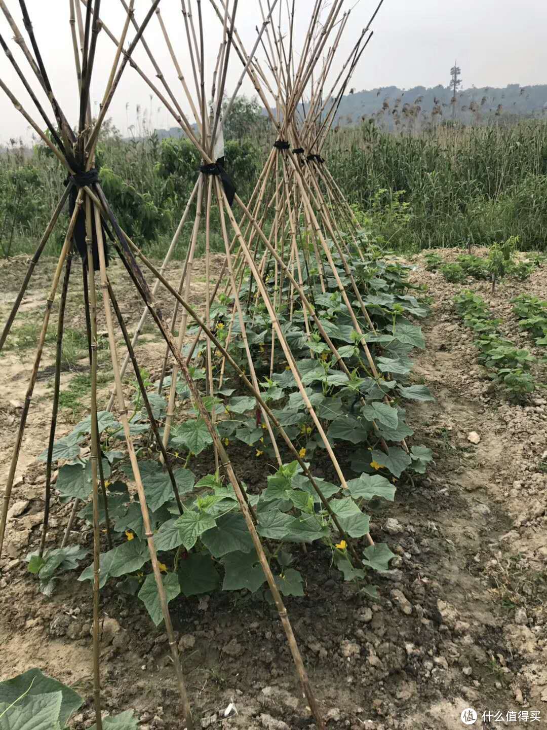 陆巷古村枇杷采摘体验篇