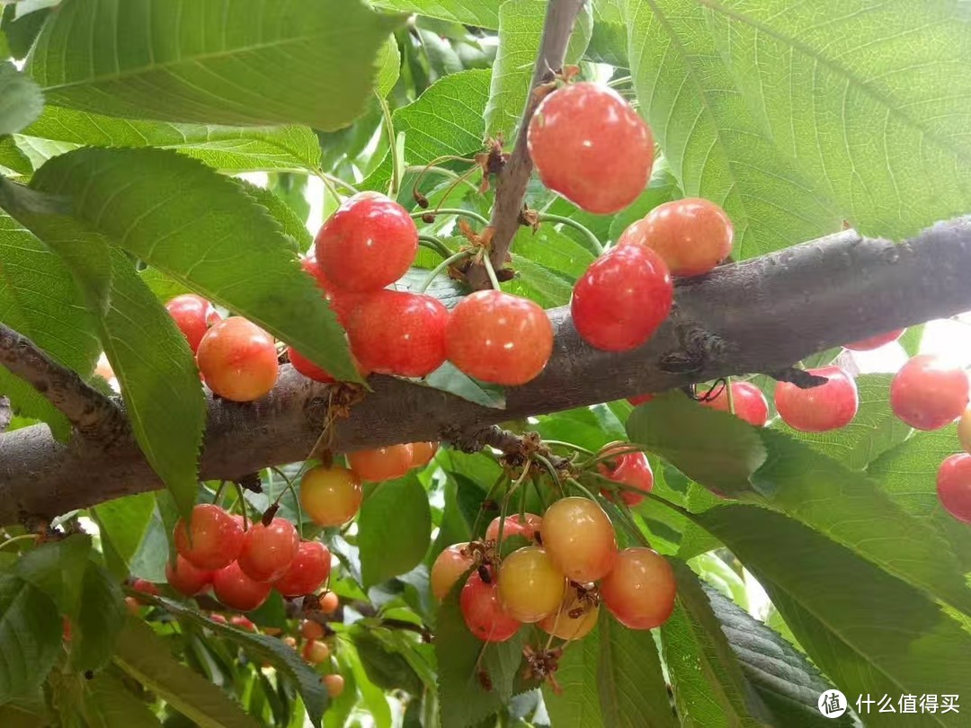 樱桃品种科普|水晶、红灯...市面上常见的樱桃品种颜色这么多，到底哪种口感更好？