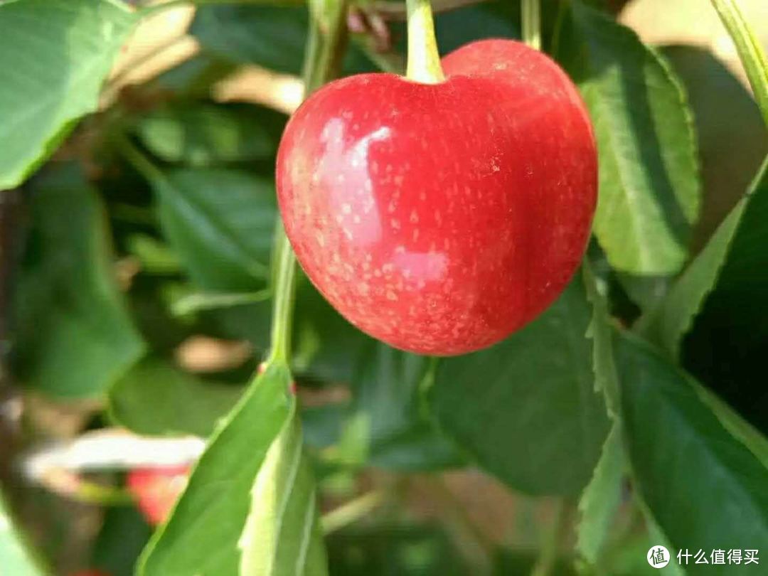 樱桃品种科普|水晶、红灯...市面上常见的樱桃品种颜色这么多，到底哪种口感更好？