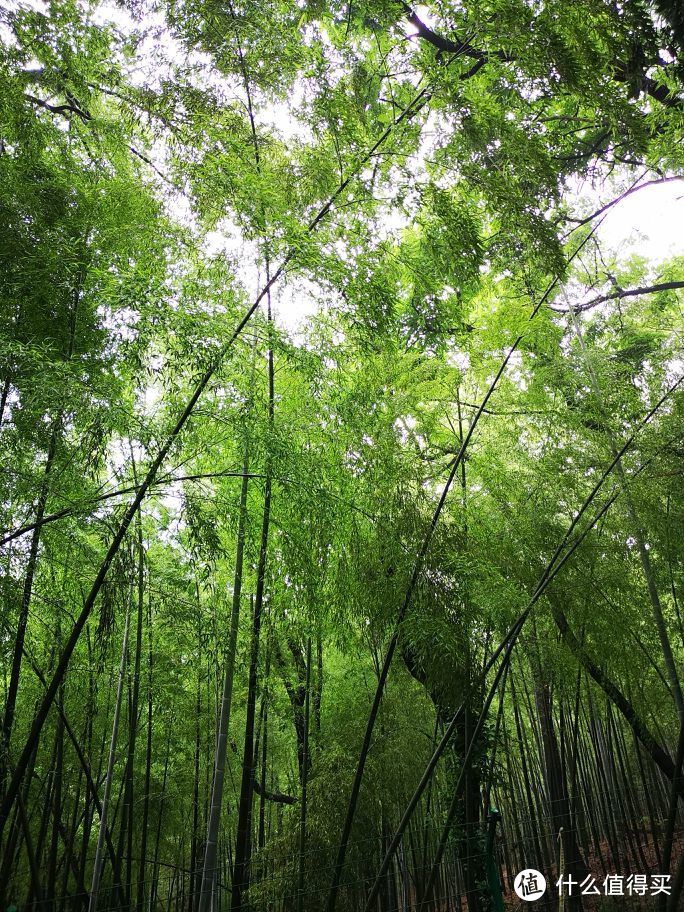 古韵灵岩山，雅致姑苏城—苏州半日游