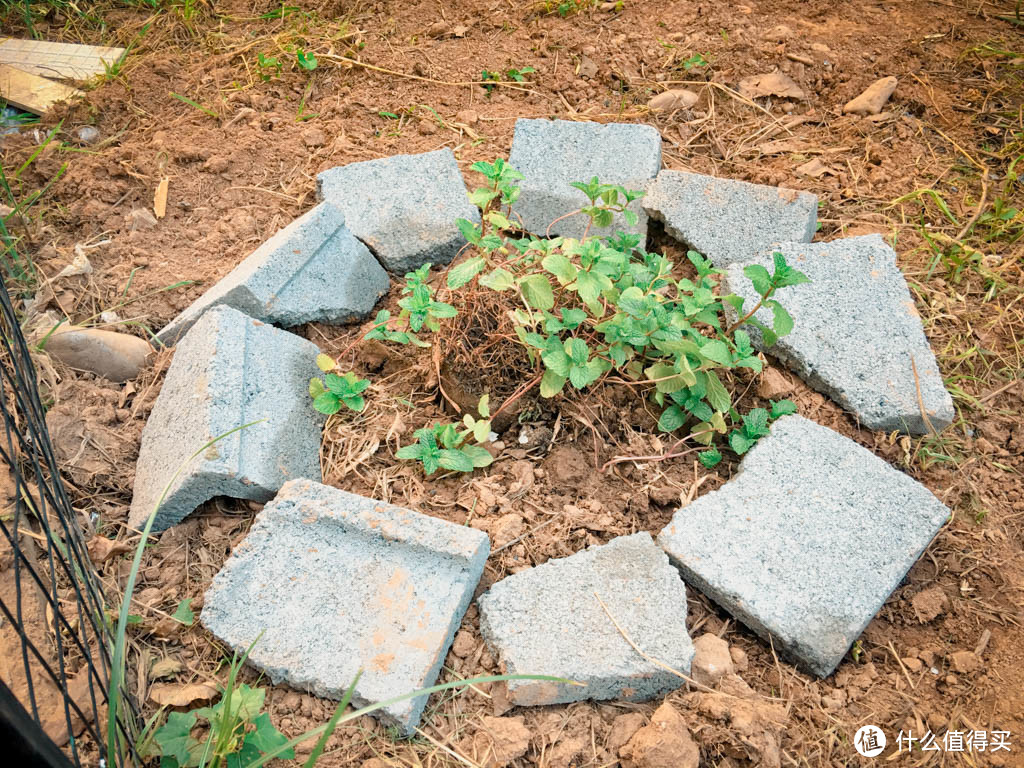 离开北上广回到小城市后，我构建了一个梦幻小院"翡翠梦境"作为送给老婆大人的生日礼物