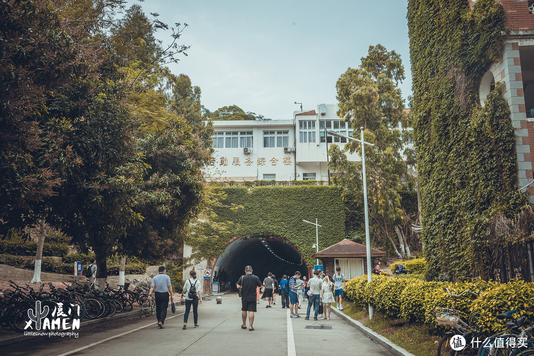 很多人来过厦门，却错过了仙人掌