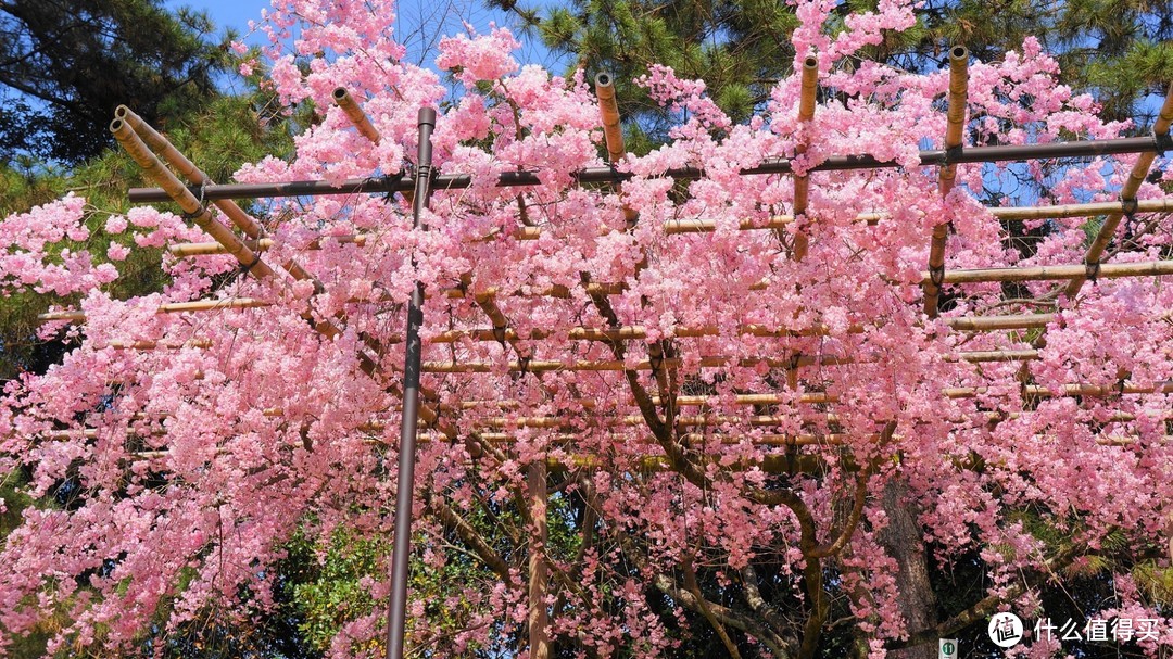 ▲ 半木之道，樱花