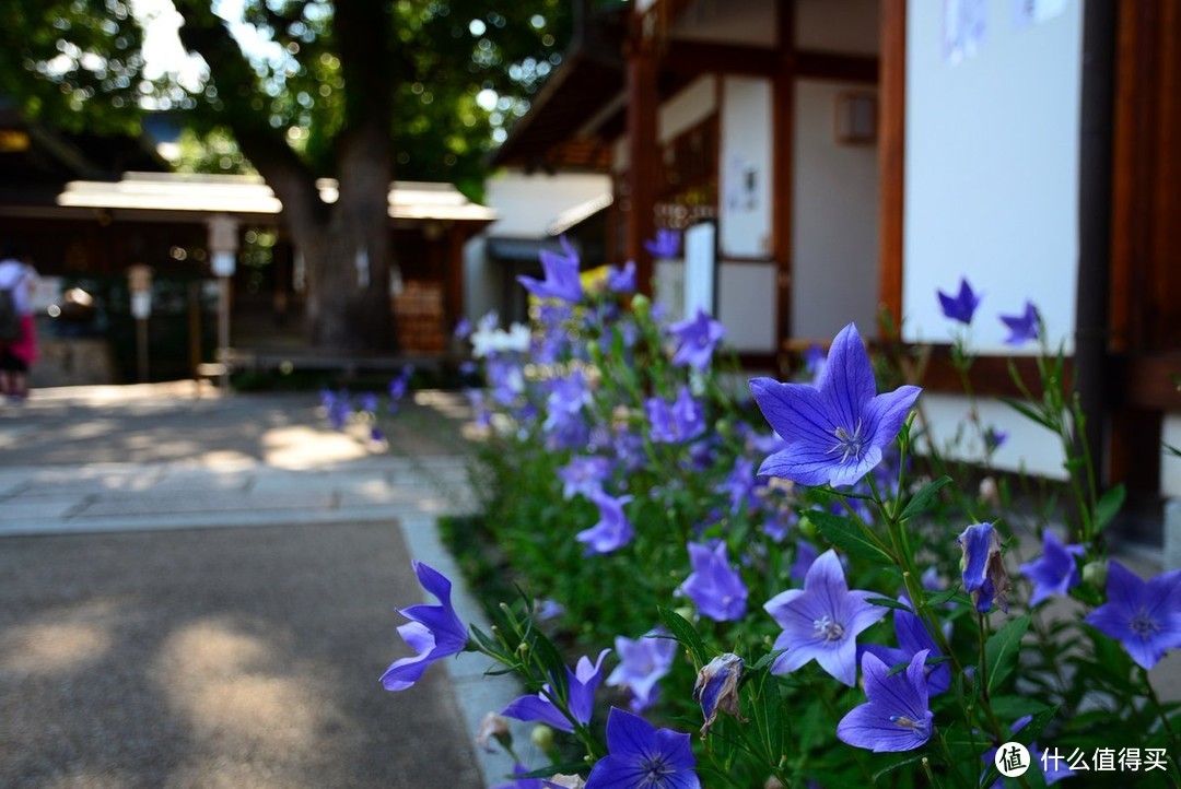 ▲ 晴明神社，桔梗