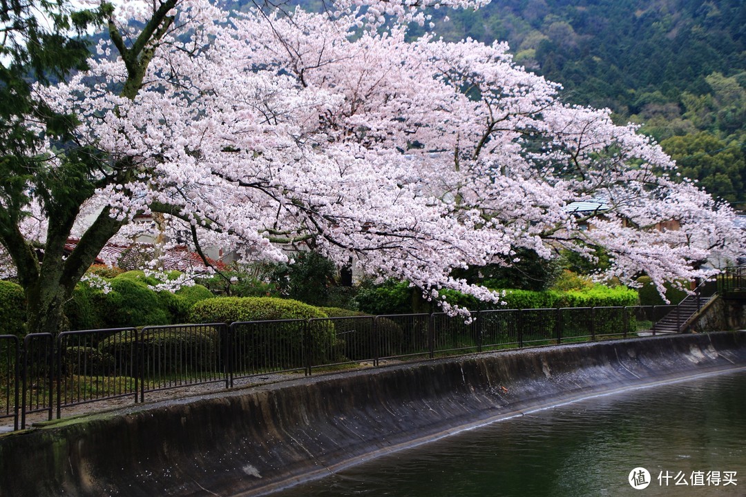 ▲ 山科，樱花