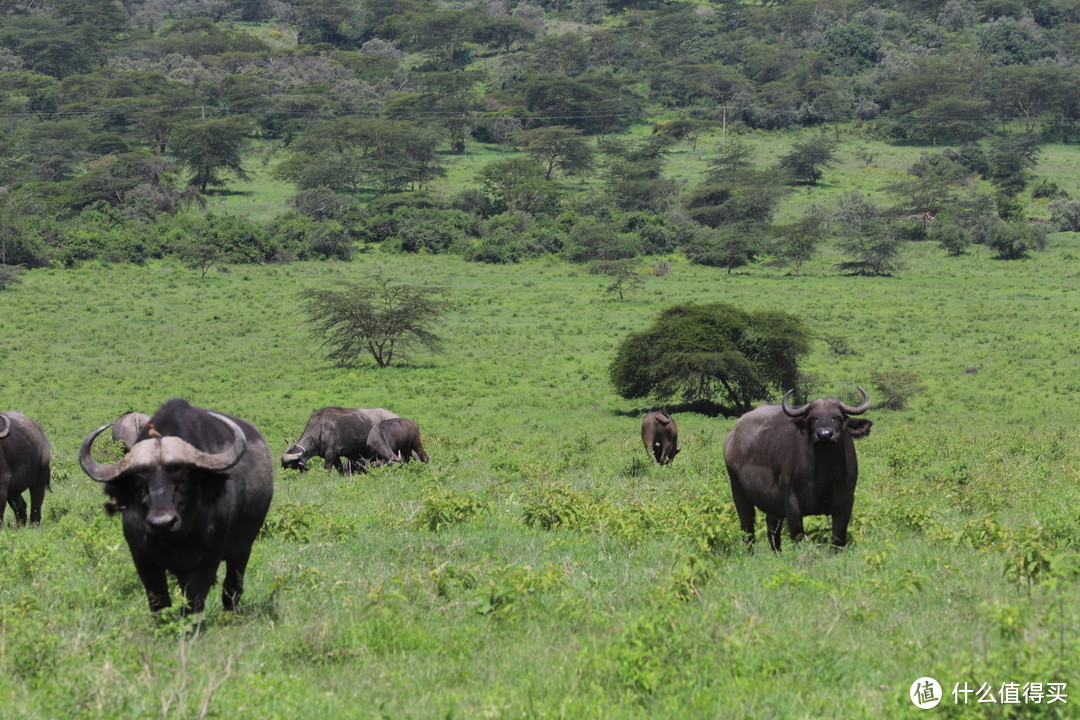 非洲水牛，五大之一。