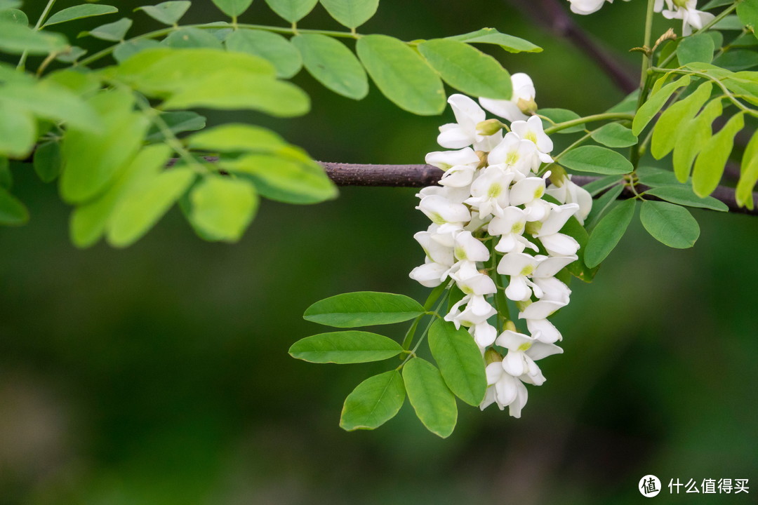 这个是给图库供图的槐花系列。