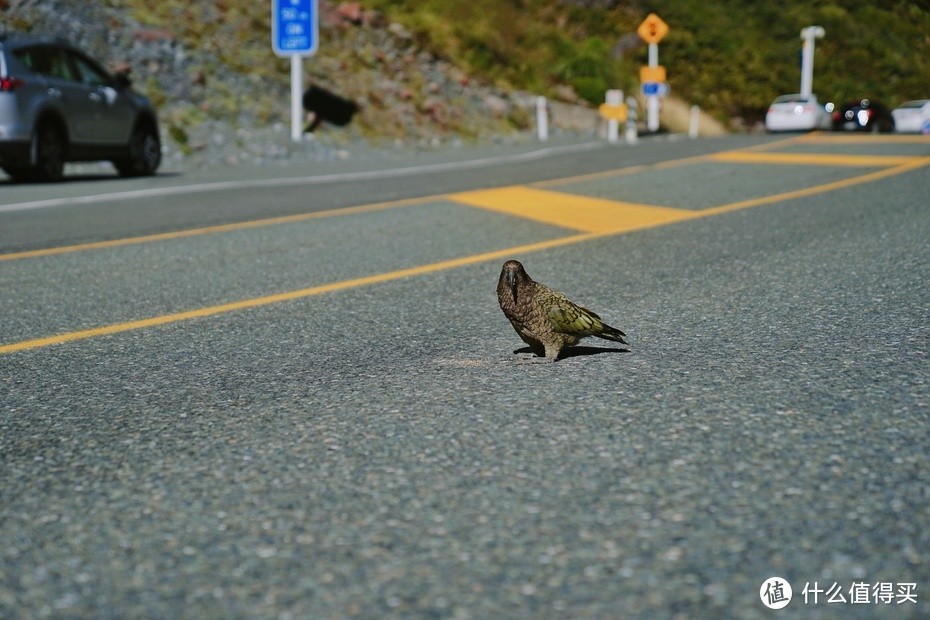 新西兰不生产童话，新西兰本身就是童话，把旅行变成在当地生活一般