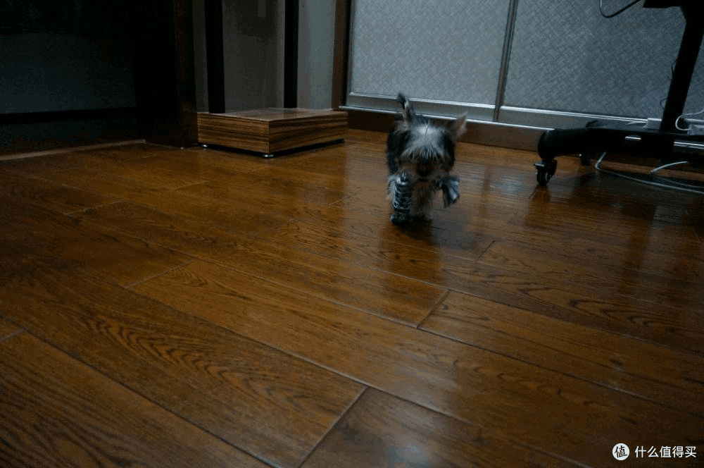 养狗之前需要做的准备工作 养狗吃喝住玩用品合集 什么值得买