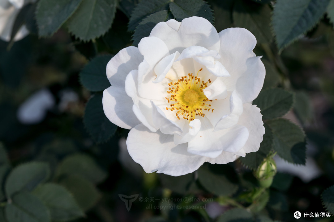 18年物种日历篇二十 你所看见的玫瑰其实就是月季 月季和蔷薇是什么关系 详解月季那些事 园艺用品 什么值得买