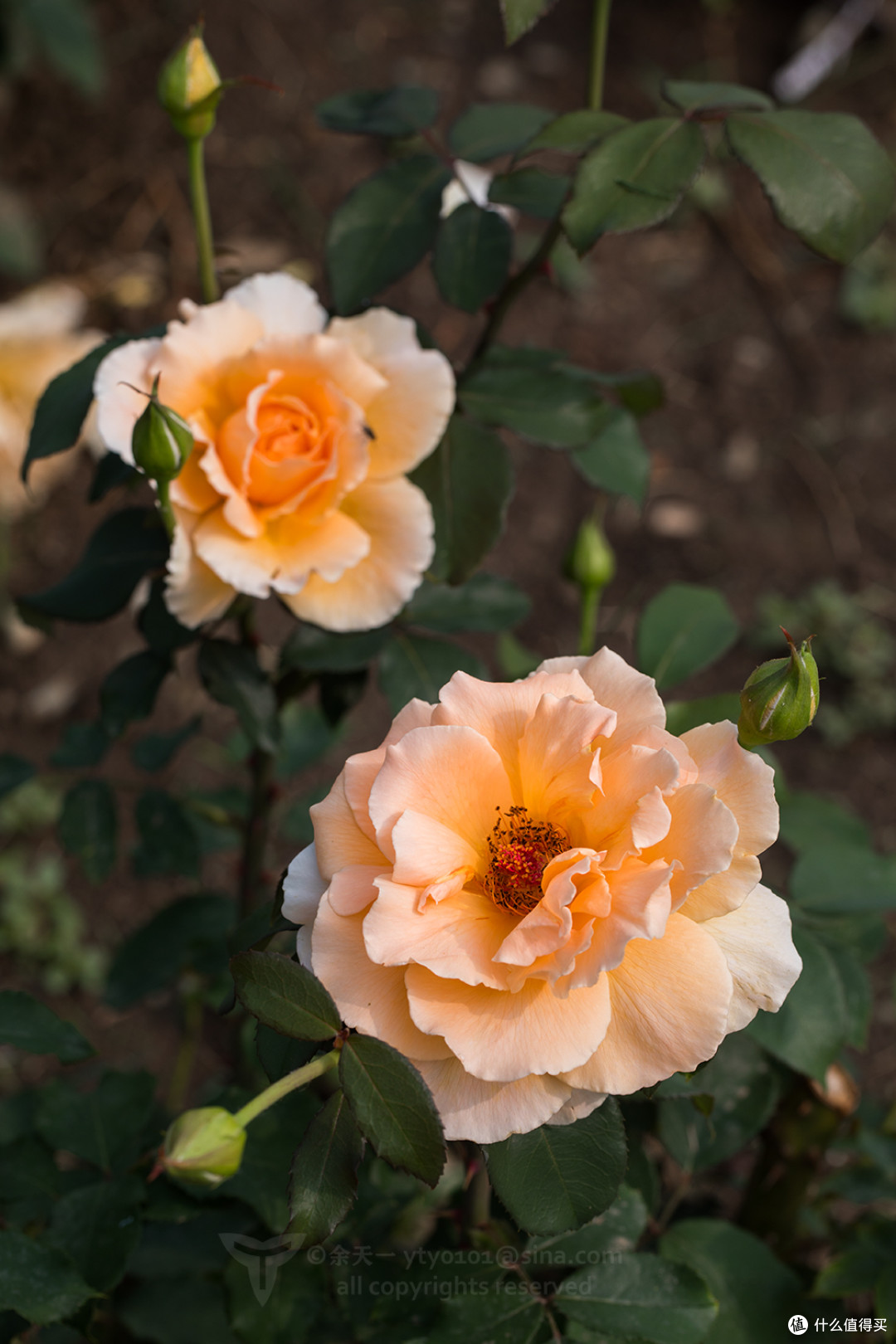 18年物种日历篇二十 你所看见的玫瑰其实就是月季 月季和蔷薇是什么关系 详解月季那些事 园艺用品 什么值得买