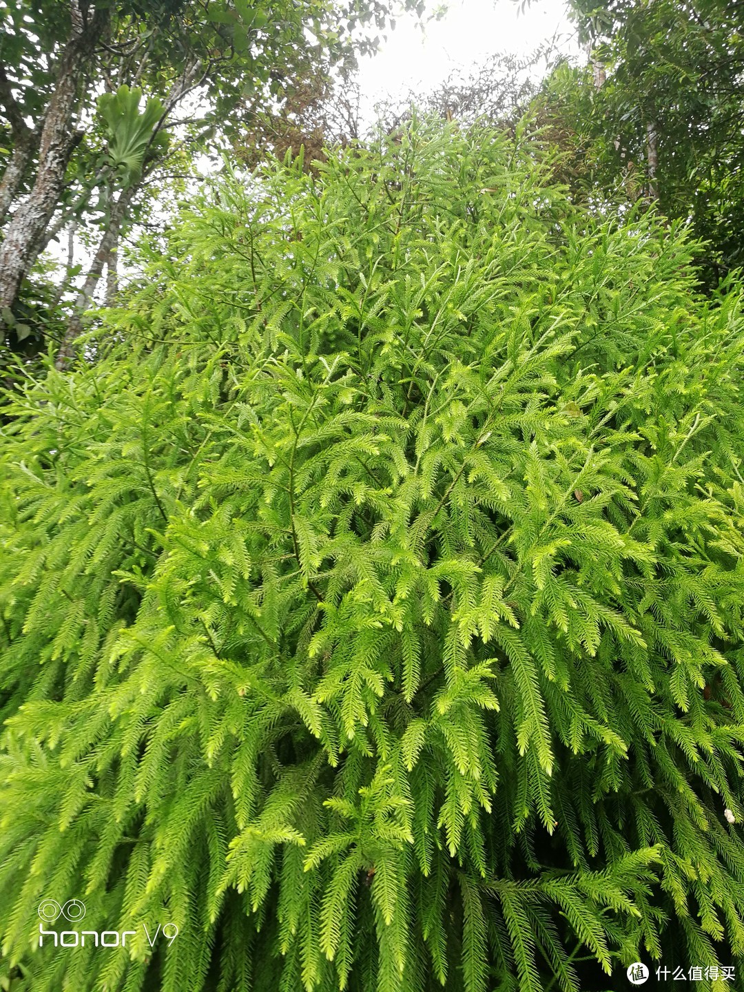 跟着土生土长的槟城人体验槟城—游玩篇