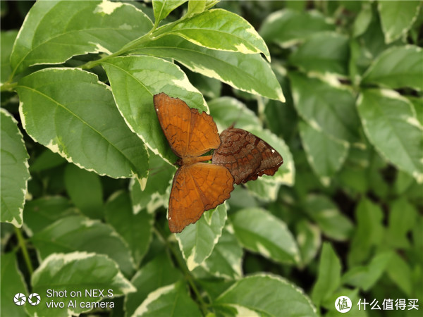 vivo NEX评测:刷新新旗舰标准,真全面屏时代来