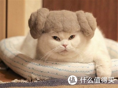 猫毛做的猫帽……（有点拗口）