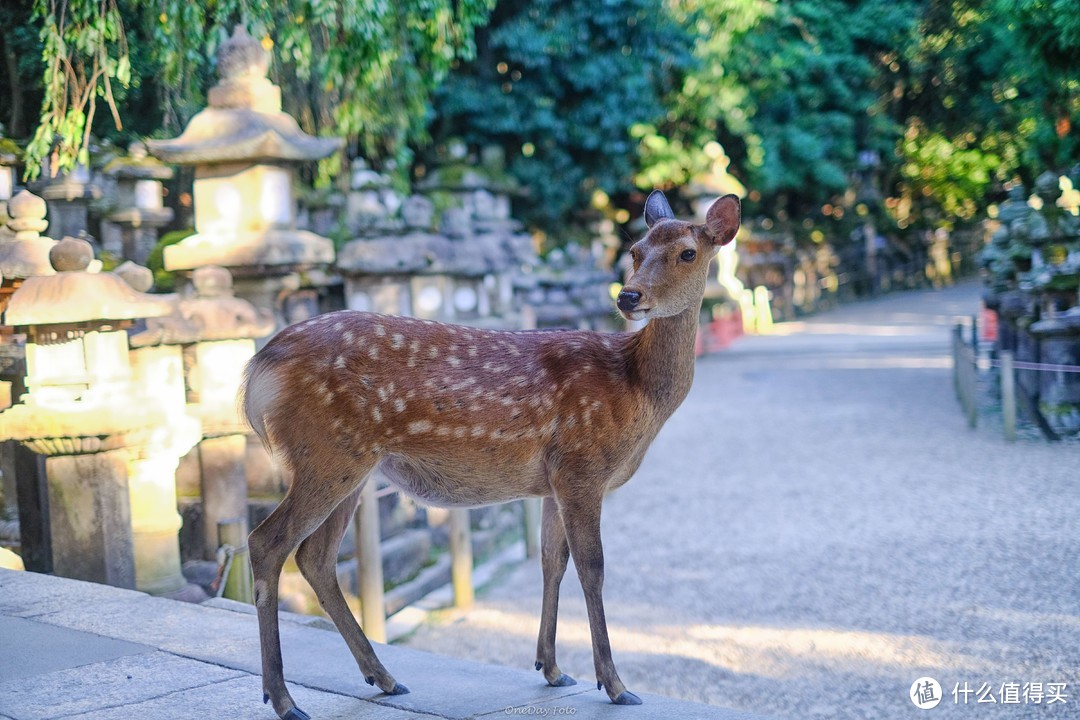 鹿过·奈良