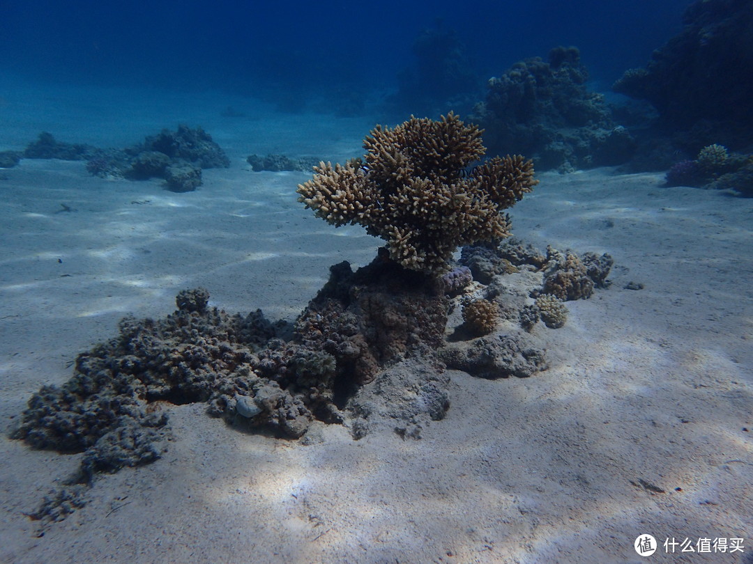 虽然是死掉的珊瑚，但感觉拍的还是挺不错的 类似这种比较容易留下印象的珊瑚可以作为水下路线上的小标记来确认自己的路线