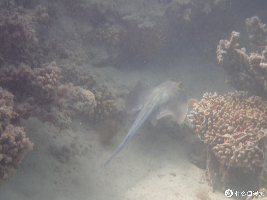 一只被我惊扰到的蓝斑黄貂鱼