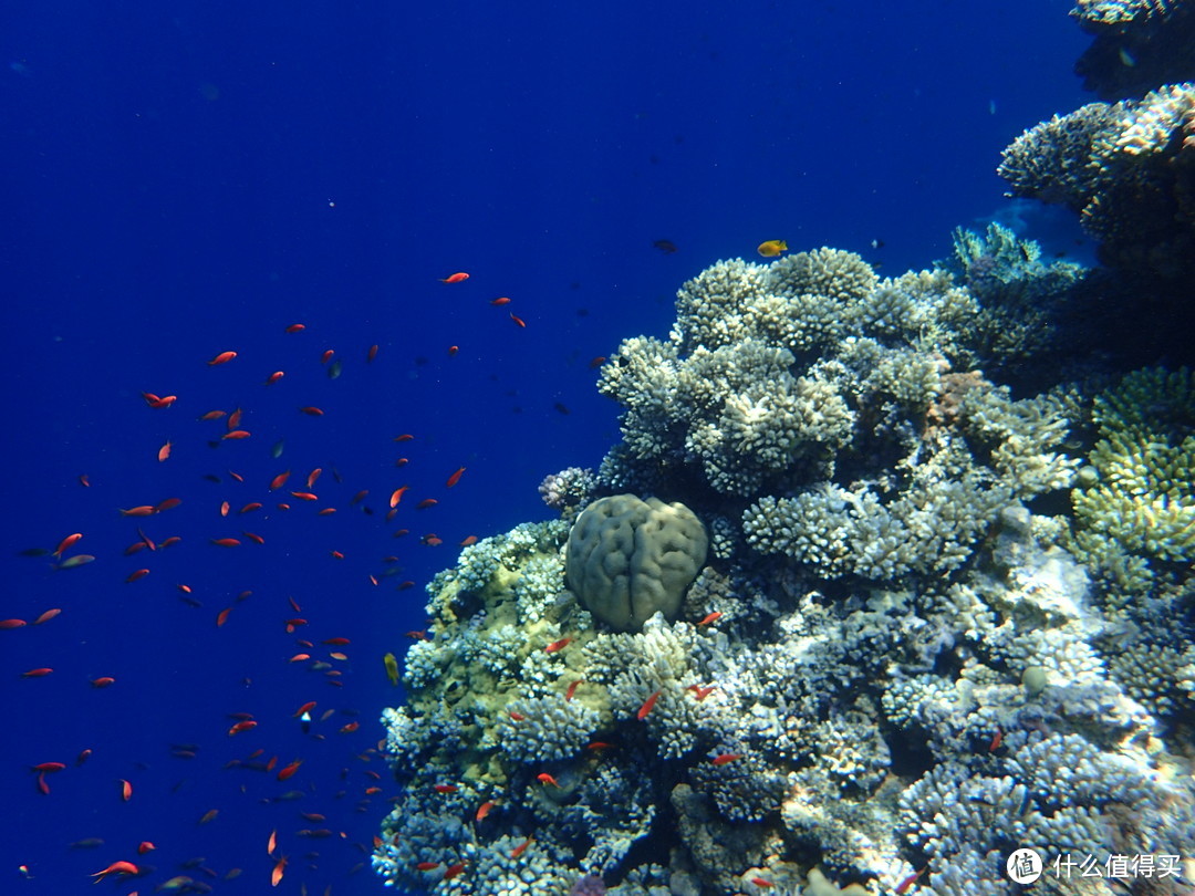 鱼群、珊瑚、蓝色的深海和斑驳游走的光影，实物美上一万倍