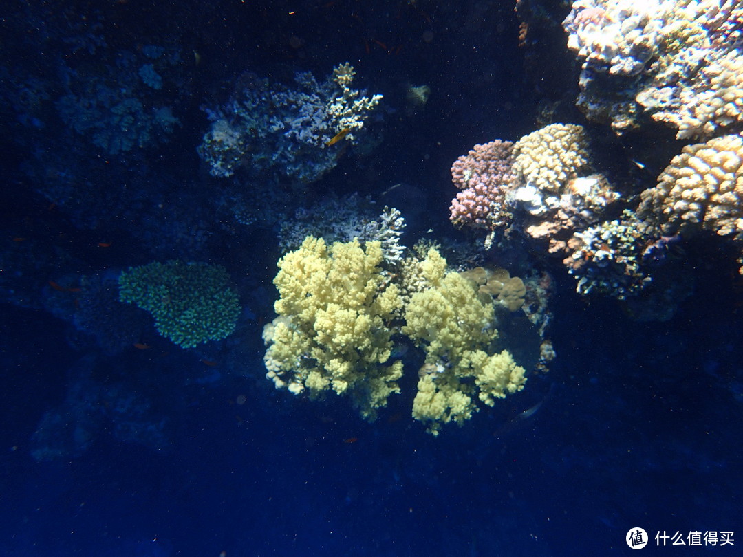 颜色鲜艳的珊瑚 可惜没拍出来实物的鲜亮