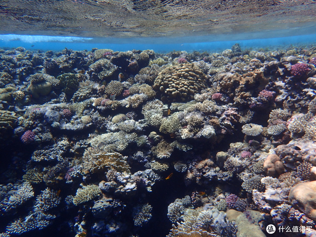 进水面的珊瑚，真没拍出实际景色的十分之一，哭