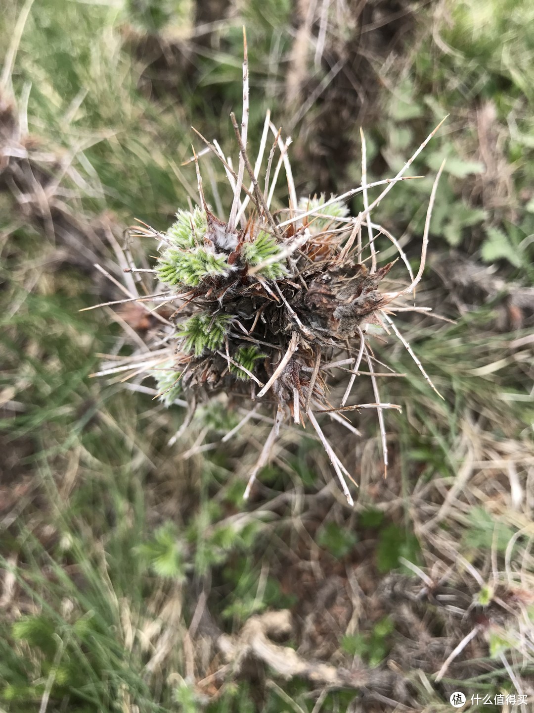 身坚志残的两天两夜逆时针大朝台，是自虐？是修行？