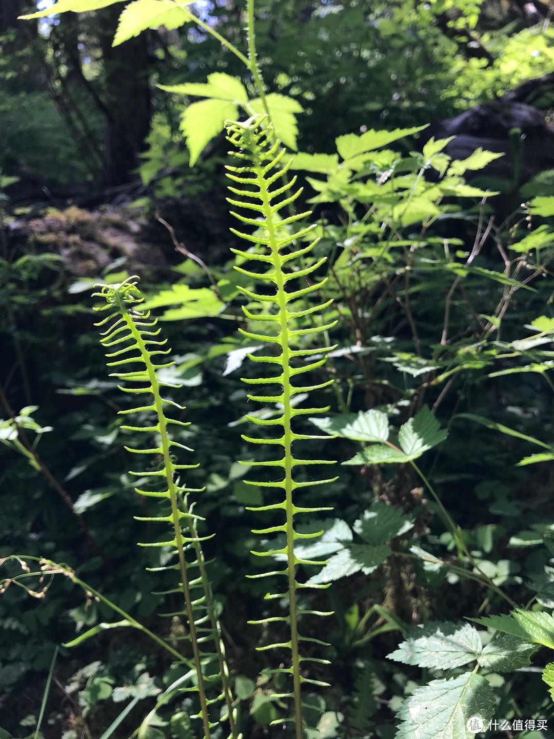 蕨类植物