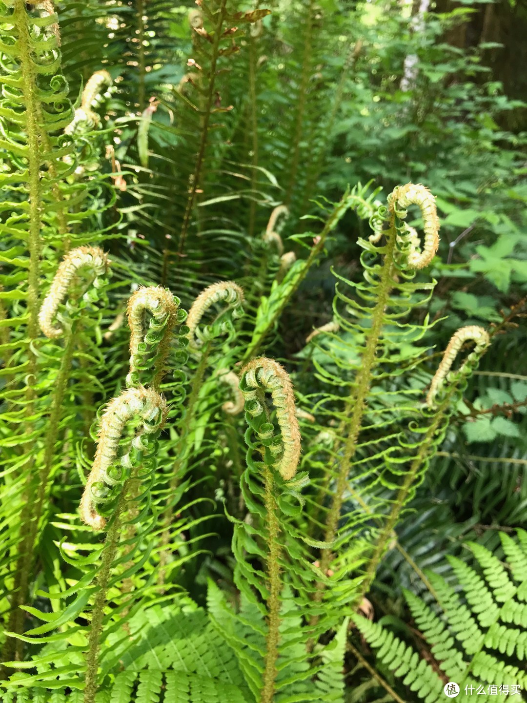 蕨类植物