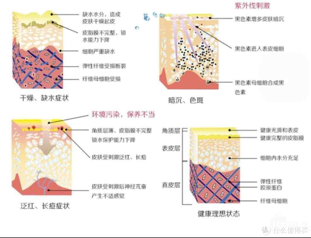 集中皮肤问题产生的原因