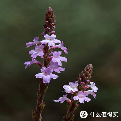 “冤！请别再叫我薰衣草！”